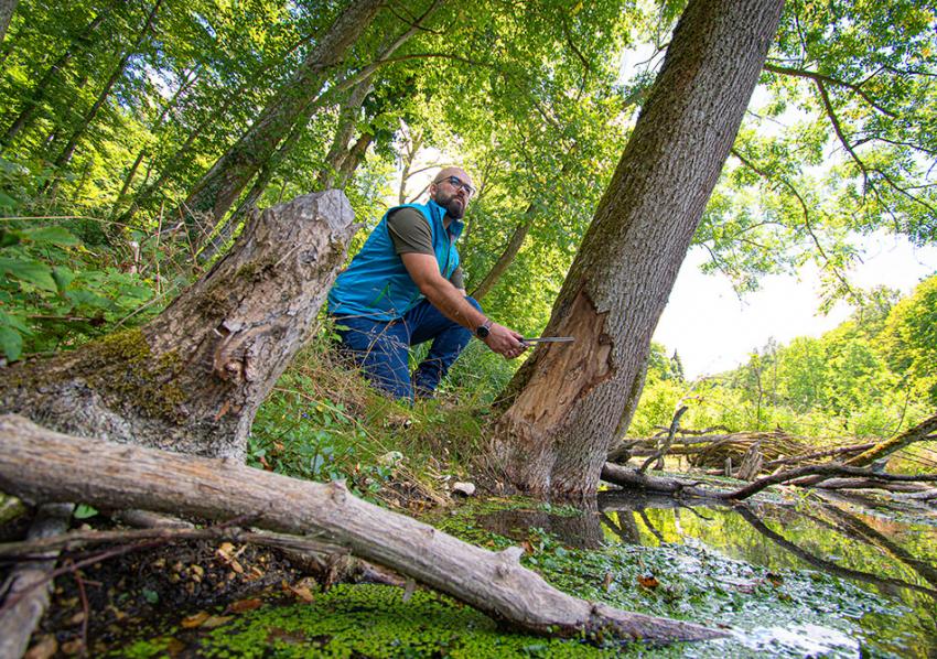 Naturtalent Maximilian Gebhardt prüft Verbissspuren an einem Baum in einem Biber-Biotop.