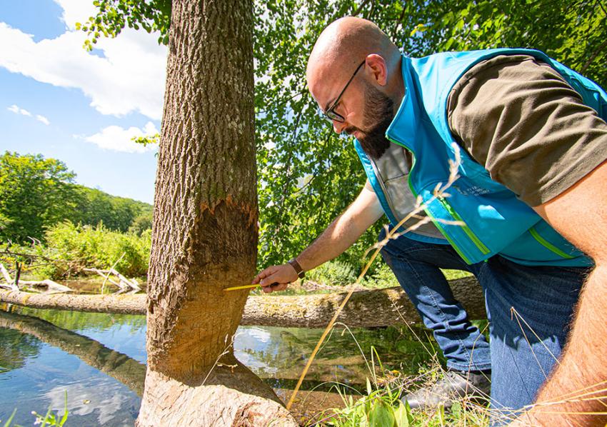 Naturtalent Maximilian Gebhardt untersucht Verbissspuren an einem Baum, im Hintergrund befindet sich ein Biber-Biotop.