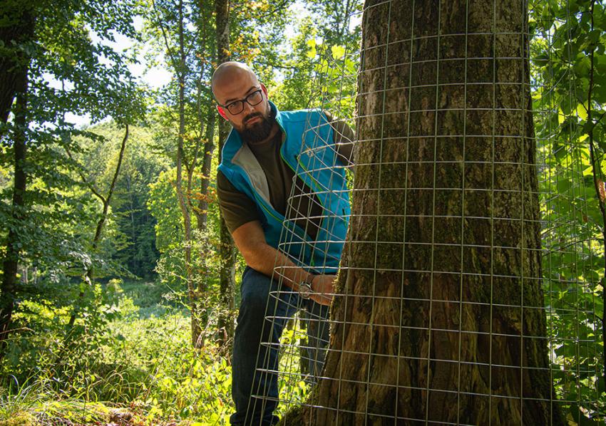Naturtalent Maximilian Gebhardt bringt einen Biss-Schutz an einem Baum in einem Biber-Biotop an.