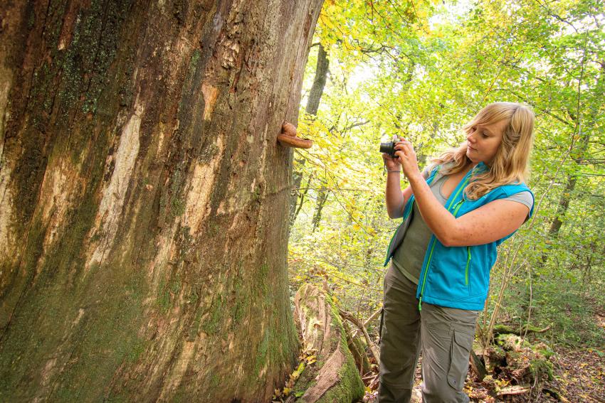 Naturtalent Maria Keitel dokumentiert den Pilz-Bewuchs auf einem Biotopbaum in einem Wald. 