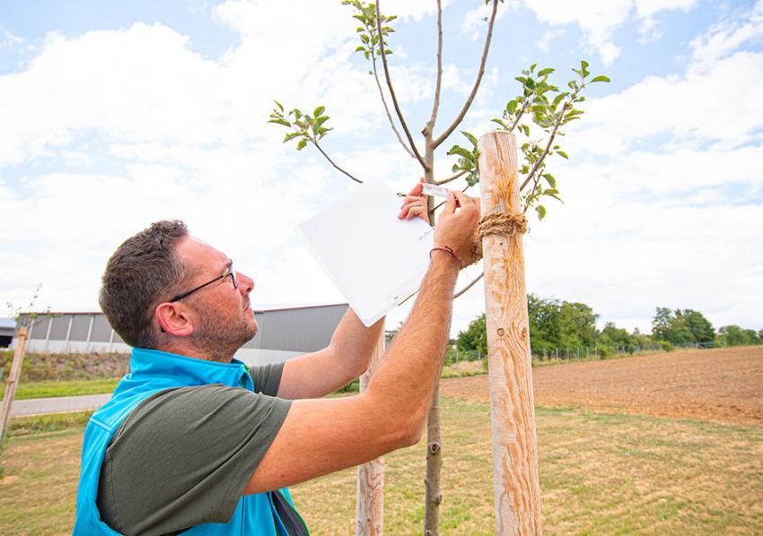 Naturtalent Christof Simon prüft einen jungen Baum, der als Ausgleichsmaßnahme frisch gepflanzt wurde.