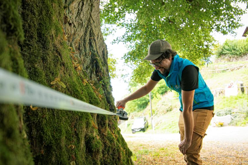 Naturtalent Julian Starzer misst die Breite am Stamm einer alten Linde.