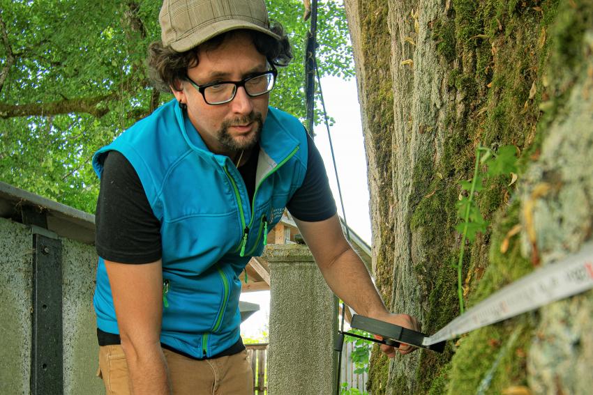 Naturtalent Julian Starzer führt eine Vermessung am Stamm der Linde durch. 