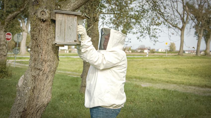 Naturtalent Claus Wittmann prüft in Schutzkleidung ein Wespennest in einem Kasten, der an einem Baum befestigt ist. 