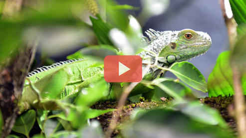 Start des Vidoes Reptilienauffangstation - Externer Link zum Youtube-Kanal des Bayerischen Staatsministeriums für Umwelt und Verbraucherschutz