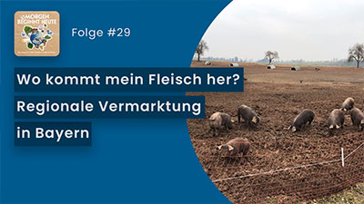 Das BIld zeigt Schweine auf einem Feld. Auf blauem Hintergrund steht in weisser Schrift der Titel der Folge 'Wo kommt mein Fleich her?' Links oben ist das Logo der Podcastreihe zu sehen.