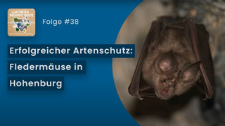 Das Bild zeigt eine Fledermaus der Art Große Hufeisennase. Auf blauem Hintergrund steht in weisser Schrift 'Erfolgreicher Artenschutz: Fledermäuse in Hohenburg' Links oben ist das Logo der Podcastreihe zu sehen.