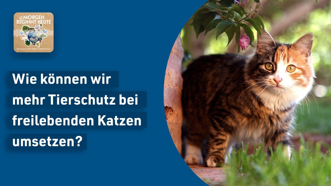 Das Bild zeigt eine Katze in der Natur. Auf blauem Hintergrund steht in weisser Schrift der Titel der Folge 'Wie können wir mehr Tierschutz bei freilebenden Katzen umsetzen?' Links oben ist das Logo der Podcastreihe zu sehen.