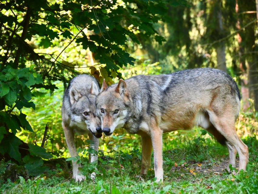 zwei Wölfe im Wildpark Hundshaupten, Autorin: Lisa Winzer