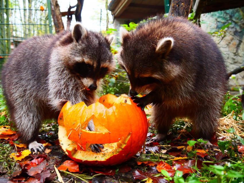 Waschbären im Wildpark Hundshaupten, Autorin: Lisa Winzer