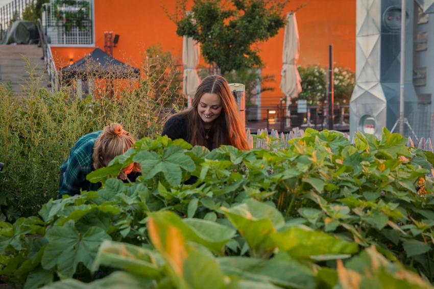 Hochbeet mit Pflanzen (Urheberin: Ivana Bilz)