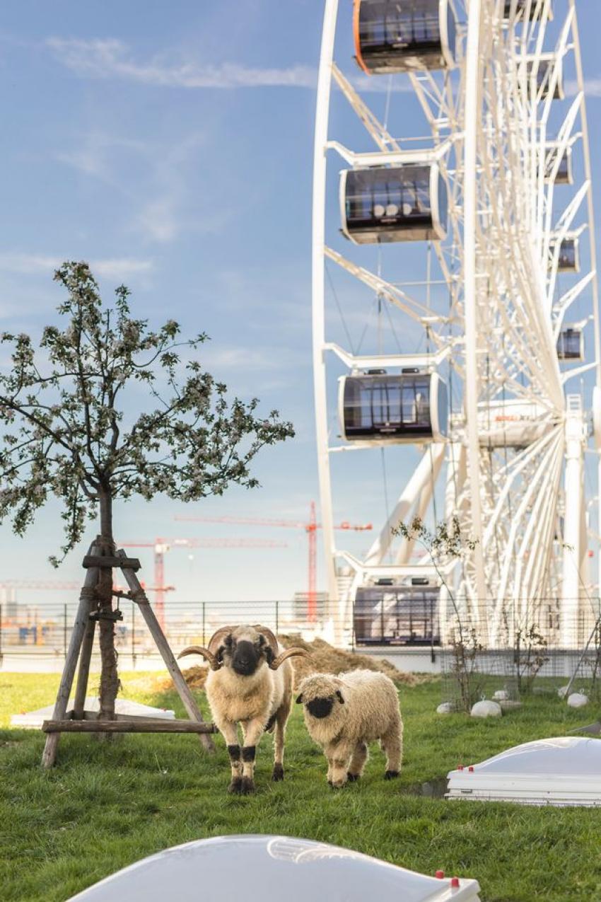 Schafe auf dem Dach des WERK3 im Hintergrund das Umadum Riesenrad (Urheberin: Ivana Bilz)