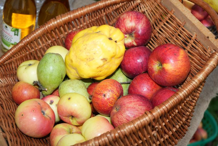 Streuobst im Korb