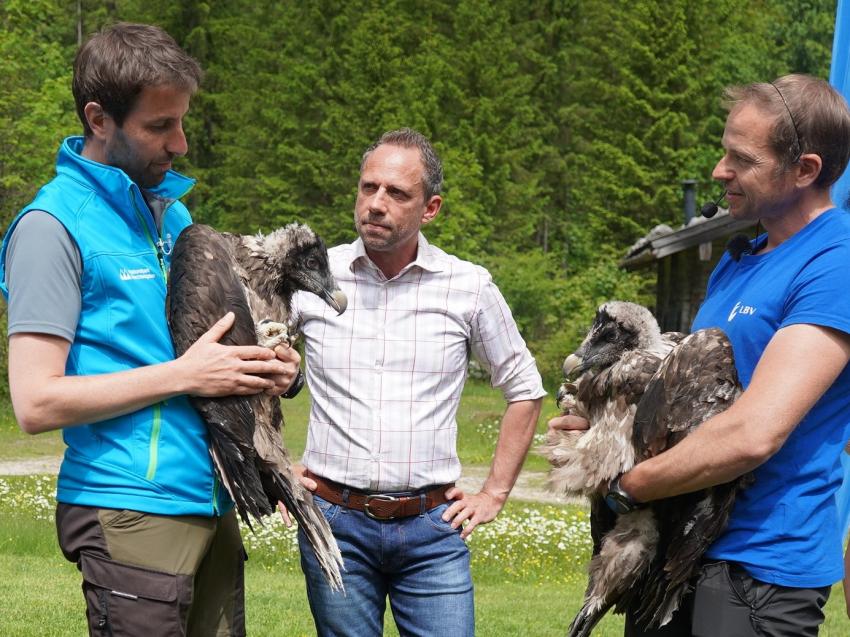 Bild vergrössert sich per Mausklick - >Auswilderung von Bartgeiern im Nationalpark Berchtesgaden