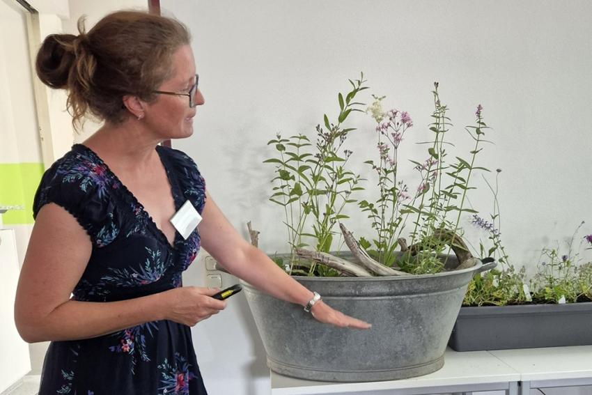 Vorstellung der Pflanzenpakete für Garten und Balkon im Rahmen des Projekts „Heimat.pflanzen – für Insekten“: Susanne Spatz-Behmenburg (Bio-Gärtnerei StaudenSpatz), Foto: Rut Alker
