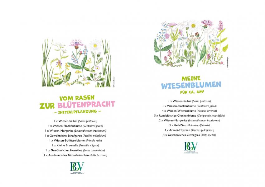 Vom Rasen zur Blütenpracht (Initialpflanzung) und Meine Wiesenblumen