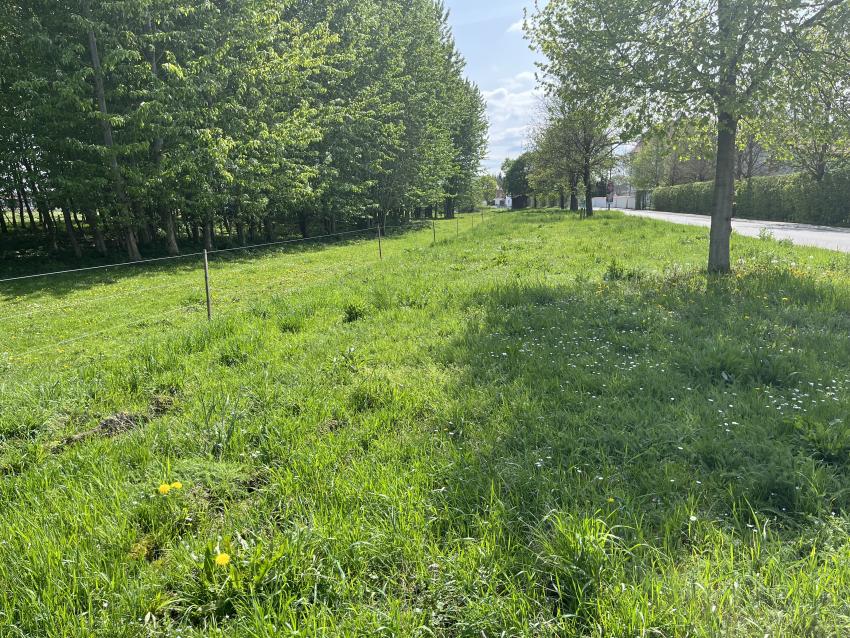 Ansicht im Frühjahr 2024, Gemeinde Aholming. Eine von Gräsern dominierte Fläche, welche nährstoffreich ist. Zu erkennen am Vorkommen von Gräsern und Löwenzahn. Es sind kaum weitere Blüten vorhanden.