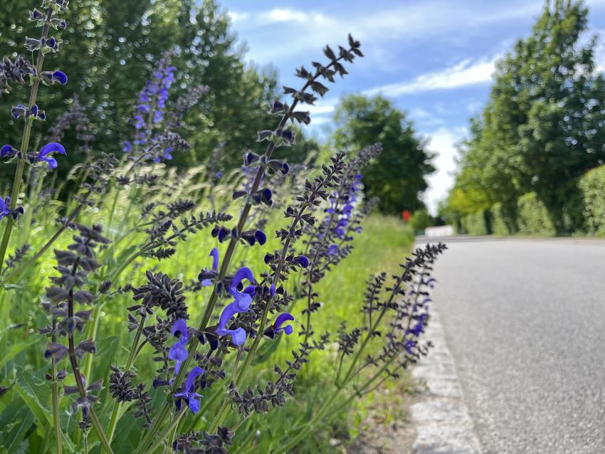 Über das Jahr verteilt blühen immer andere Pflanzen. Im Mai blüht der Wiesensalbei mit seinen lila Blüten.