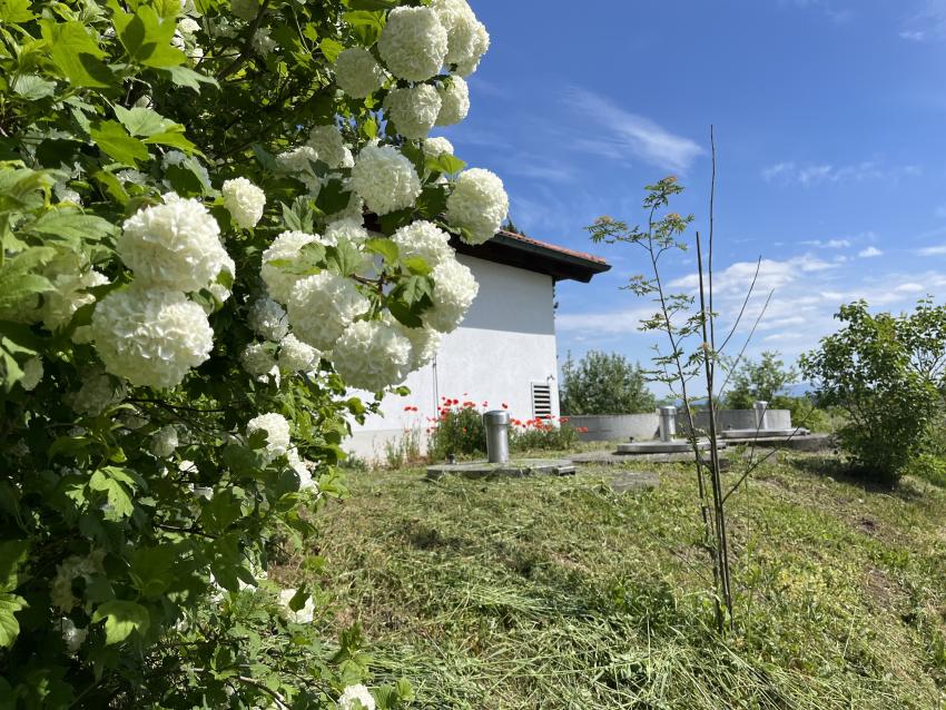 Auch Gehölze dienen als Nektar und Pollen Quelle für Insekten, da diese schon früh im Jahr blühen sind sie besonders wichtig, wie hier der gemeine Schneeball.