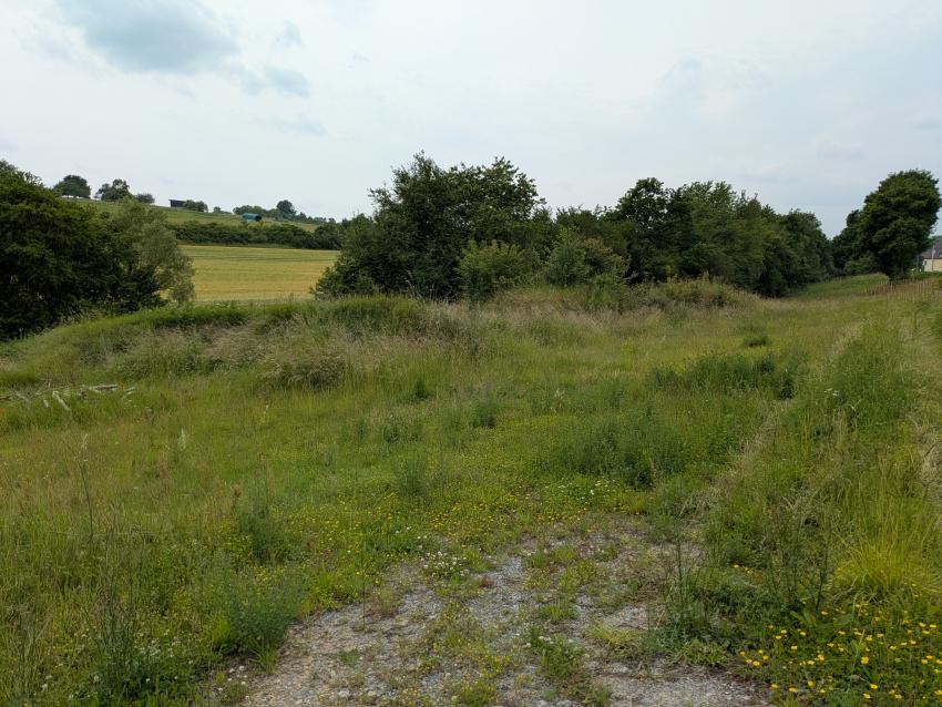 Ansicht der Projektfläche im Juni 2025 nach der Maßnahmenumsetzung. Im Anschluss an den Erdaushub ist die angesäte Fläche zu erkennen. Der Bereich wurde mit einer gebietsheimischen Wiesenmischung angesät. Die Pflege soll als biodiversitätsschonende Mahd ein- bis zweimal jährlich stattfinden. Das Schnittgut wird dabei von der Fläche entfernt. 