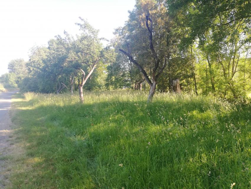 Ansicht der Projektfläche im Juni 2023 vor der Maßnahmenumsetzung. Die Streuobstwiese ist grasdominiert und strukturarm. Gut zu erkennen ist das stehende Totholz am hinteren Rand der Wiese. Dieses soll als wichtiger Lebensraum erhalten bleiben.