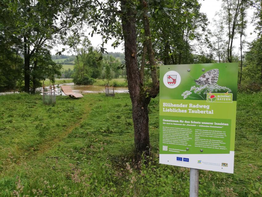 Ansicht der Projektfläche im Juni 2024 nach der Maßnahmenumsetzung. Die Pflege wurde auf eine biodiversitätsschonende Mahd umgestellt. Im Spätsommer findet eine Beweidung mit Schafen statt. Die Streuobstwiese wurde durch die Pflanzung von Obstbäumen ergänzt. Wichtig ist es, auf einen Biberschutz zu achten. Eine Liegebank lädt zum Verweilen ein.