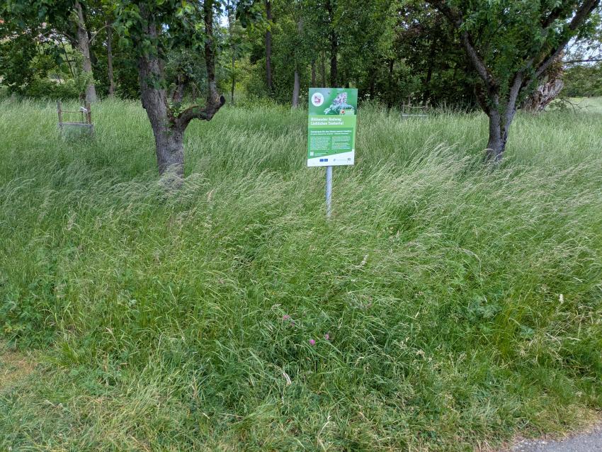 Ansicht der Projektfläche im Mai 2025. Hier ist etwas Geduld gefragt. Die Fläche wird durch das Abtragen des Schnittguts nach und nach magerer werden. Mit der Zeit werden sich neue Arten ansiedeln.