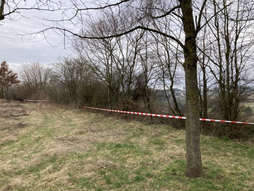 Oberhalb des Friedhofs verbirgt sich eine Fläche mit Potenzial, aber durch eine falsche Mahd hatten kaum Pflanzen die Chance, sich zu entfalten. Auch die Hecke wurde schon lange nicht mehr gepflegt.