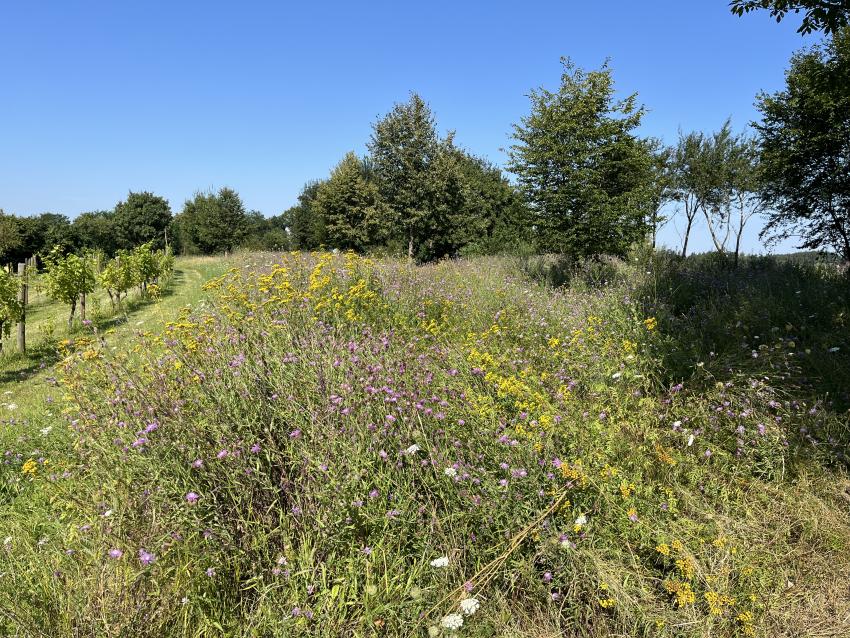 Nun erscheint die Fläche in ihrer vollen Pracht, durch das extensive Mähen konnten viele heimische Pflanzen aufblühen. Zu sehen ist gerade die lila Wiesen-Flockenblume und der gelbe Rainfarn. Auch die Hecke wurde auf den Stock gesetzt und kann nun wieder neu austreiben.