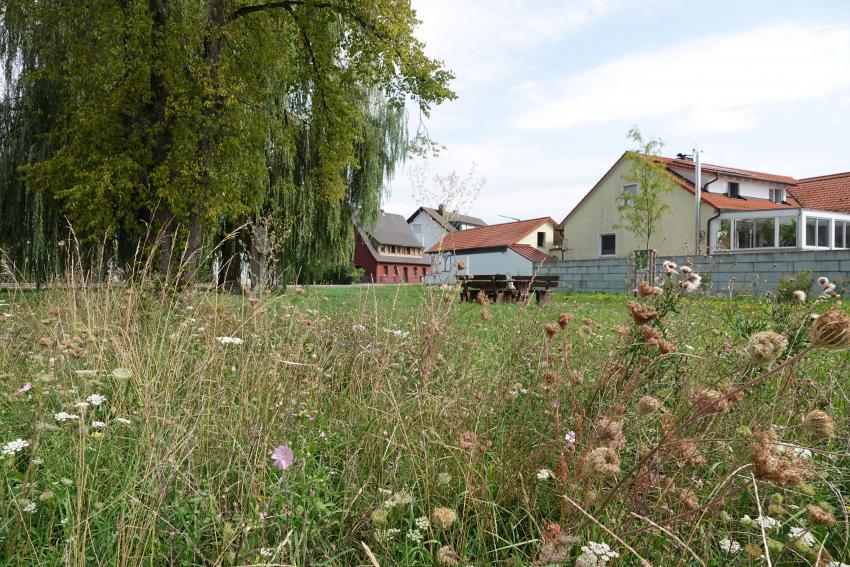 Ansicht der Projektfläche im August 2025 nach der Maßnahmenumsetzung. Mittlerweile haben sich Arten wie die Wilde Möhre auf der Ansaatfläche etabliert.