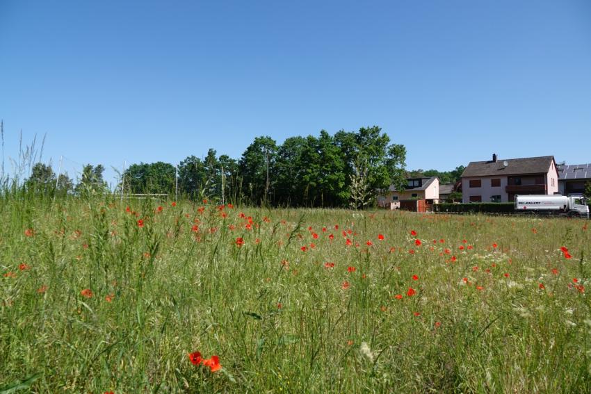 Ansicht der Teilfläche 2 im Mai 2023 vor der Maßnahmenumsetzung. Die Blüte von typischen Rohbodenbesiedlern wie dem Mohn zeigt, dass sich noch keine konstante Pflanzengesellschaft eingestellt hat.