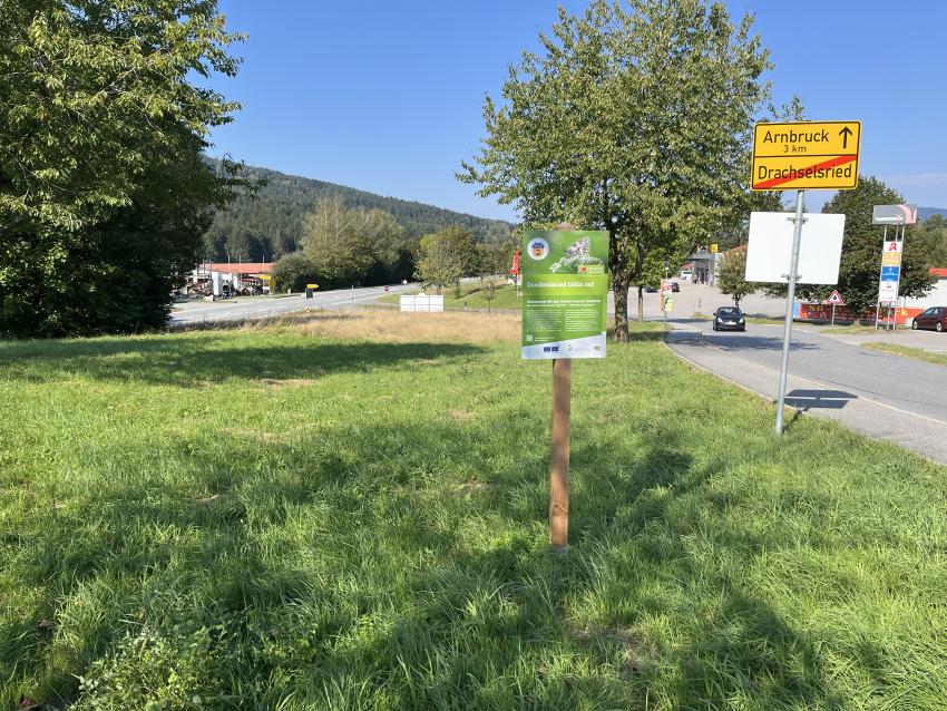 Durch eine Mahdgutübertragung wurde hier neues Saatgut eingebracht. Jedoch braucht die Fläche Zeit sich zu entwickeln, um den neuen Samen Chance zum wachsen und blühen zu geben. 