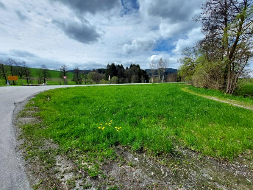 Auf dieser Fläche sind auch wenig verschieden Arten zu finden, welche blühen und den Insekten als Nahrung dienen.