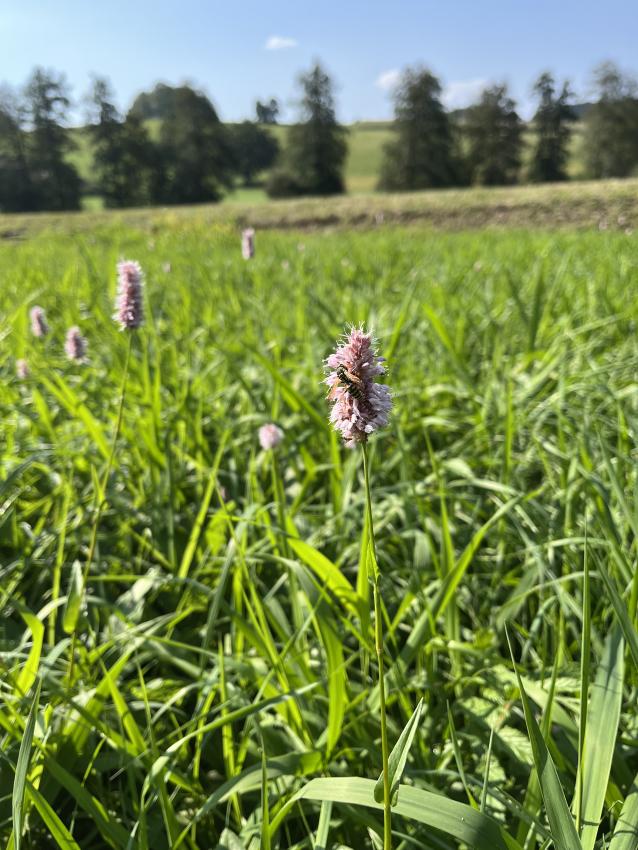 Auch hier hat eine Mahdgutübertragung stattgefunden um mehr Arten anzureichern. Auf dem Bild ist schon der Schlangen-Knöterich zu sehen, mal schauen welche Arten mit der Zeit dazu kommen. 