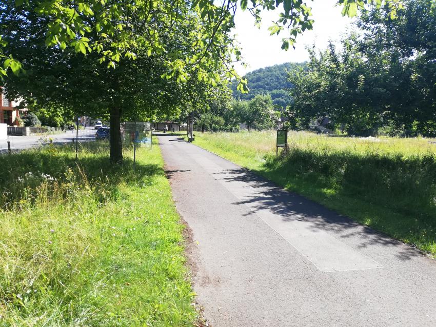 Ansicht der Teilfläche 2 im Juli 2024 nach der Pflegeumstellung. Die Pflanzen sind insgesamt höher und es zeigen sich schon Wiesen-Flockenblume, Wilde Möhre und Rotklee. 