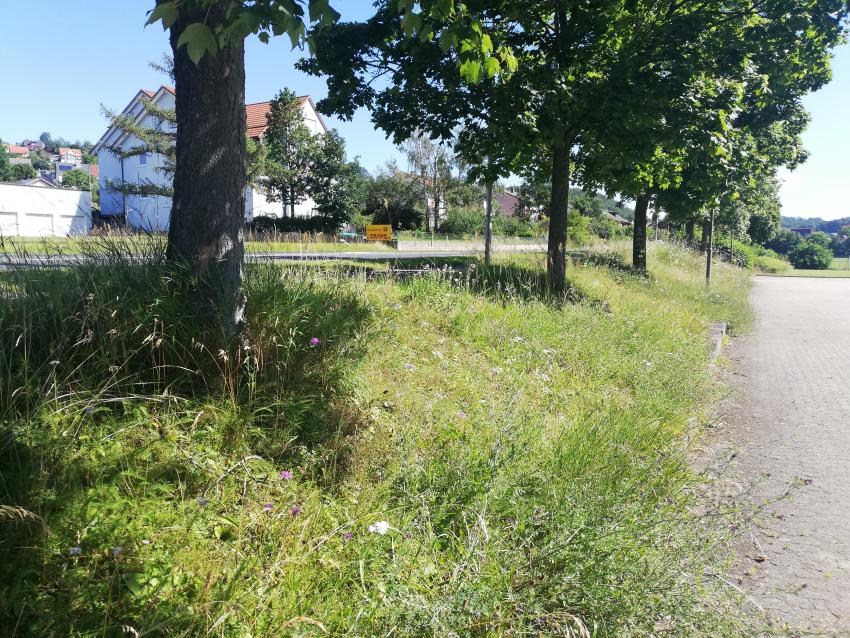 Ansicht der Teilfläche 3 im Juli 2024 nach der Pflegeumstellung. Auch hier blühen bereits typische Wiesenarten wie die lila-blühende Wiesen-Flockenblume und die weiß-blühende Scharfgarbe im Vordergrund des Bildes.  