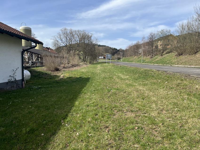 Die Fläche neben den Bauhof wurde oft gemäht und kurz gehalten. Durch die häufige Mahd und dem hohen Nährstoffgehalt wächst hier hauptsächlich Rasen.