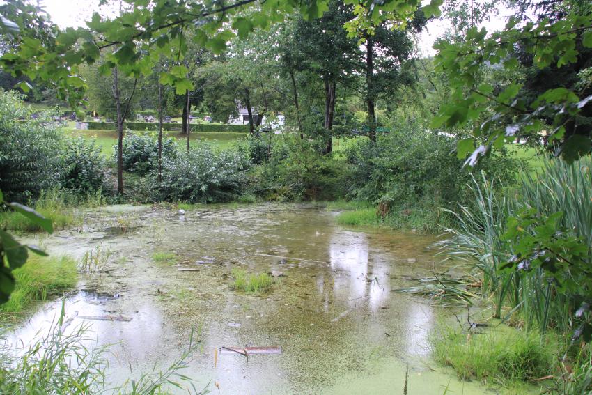 Ein verlandeter Teich, der mit der Zeit zugewachsen ist. Die Ufer sind auch soweit überwuchert, dass kein seichter Übergang ins Wasser möglich ist.