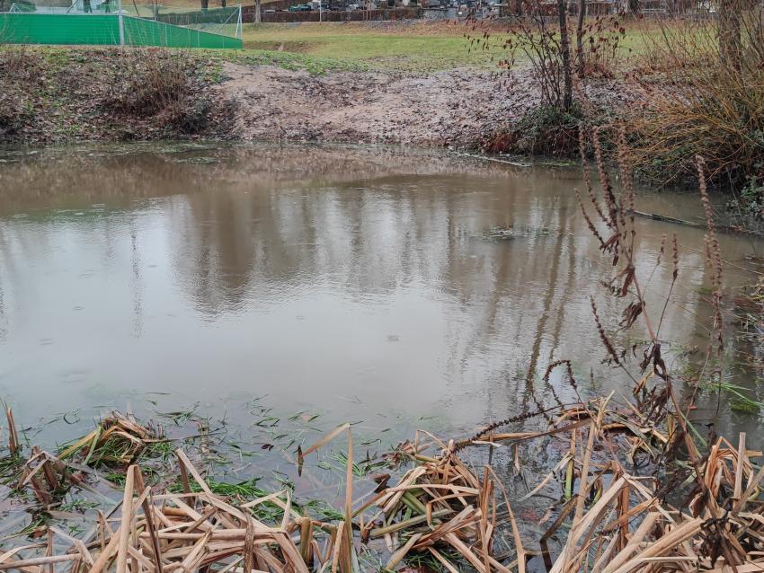 Der Teich wurde entlandet und das Ufer abgeflacht, sodass es wieder eine Uferzone gibt. Es wurden Bedingungen geschaffen, dass sich neue Arten ansiedeln können.