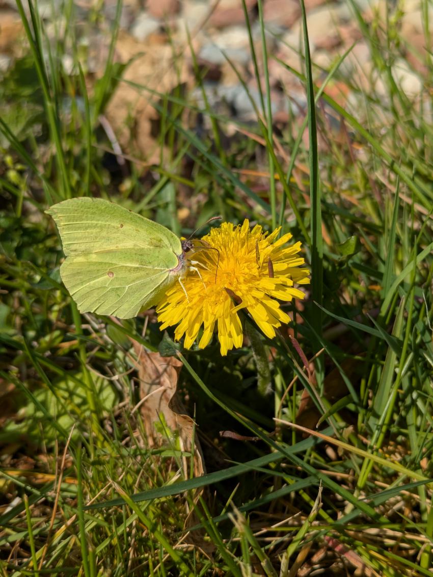 Ein Zitronenfalter stärkt sich am Löwenzahn, der im April bereits regelmäßig auf der Fläche blüht. Zitronenfalter sind besonders früh im Jahr aktiv, da die Art als eine der wenigen, als voll entwickelter Falter an stehen gelassenen Pflanzenhalmen überwintert. 