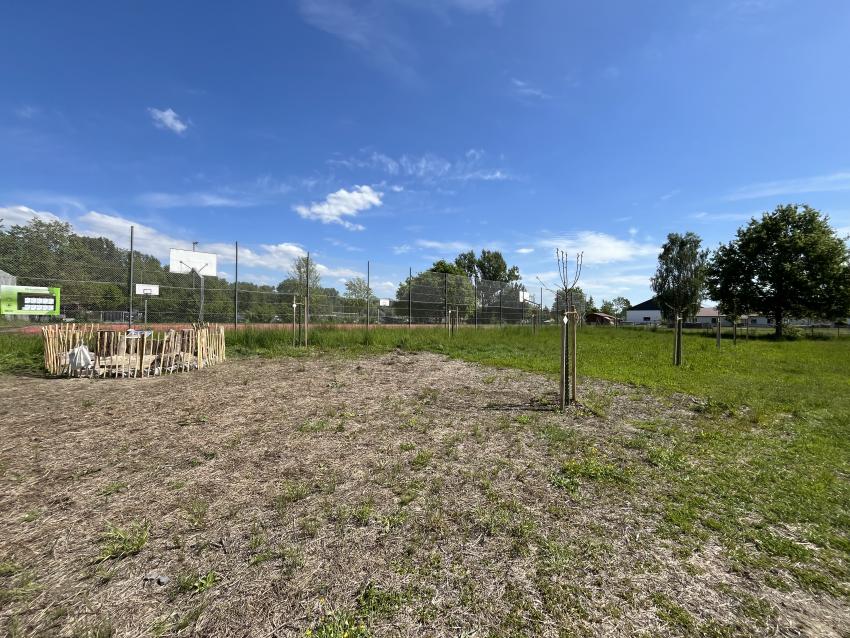 Eine Mahdgutübertragung hat stattgefunden und die neuen Samen können nun ausfallen und wachsen. Zudem wurden viele Obstbäume gepflanzt, nun kann eine Streuobstwiese entstehen für die Büger und Bürgerinnen von Moos.