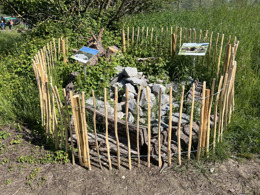 Auch ein Reptilien Habitat ist entstanden. Zwischen den Steinen können sich die Zauneidechsen verstecken und auf dem Holz in der Sonne aufwärmen.