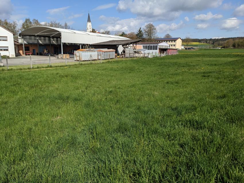 Ein sattes Grün - jedoch ohne jegliche Blüte - sieht man hier auf der Fläche mitten im Dorf.