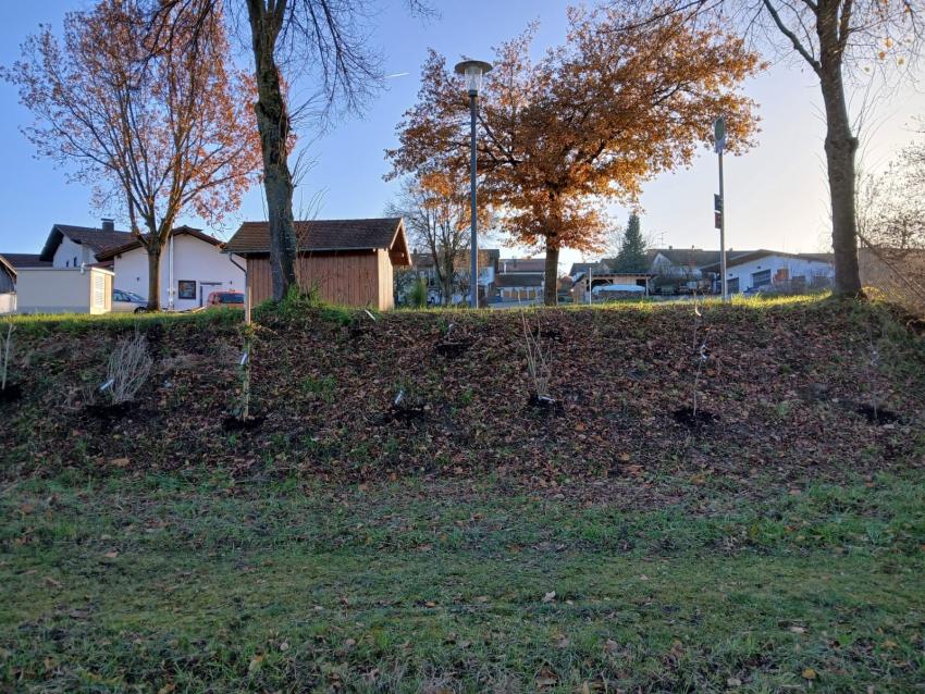 Neue Gehölzpflanzungen an der Böschung, für mehr Struckturvielfalt.