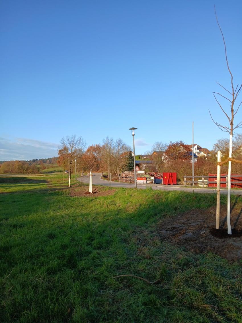 Neue Baumpflanzungen zieren den Straßenrand.