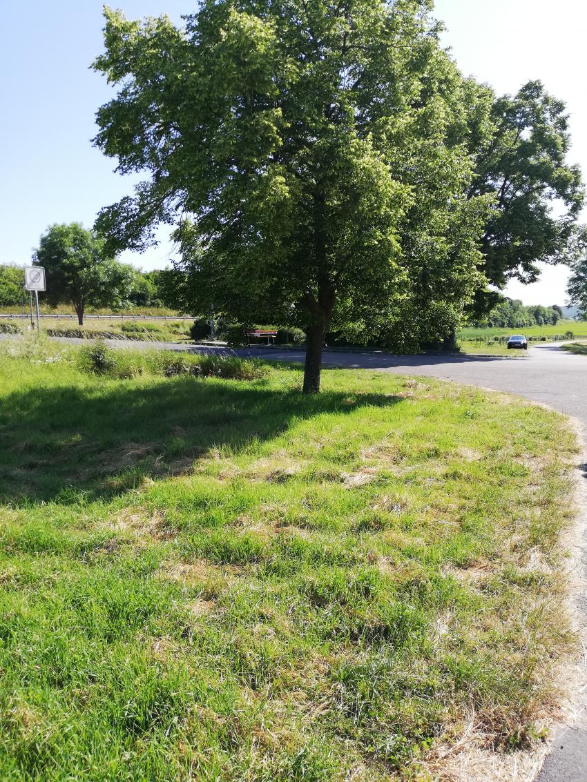 Ansicht der Teilfläche 1 im Juni 2023 vor der Maßnahmenumsetzung. Da die Fläche grasdominiert ist und typische Wiesenblumen fehlen, ist sie blütenarm.