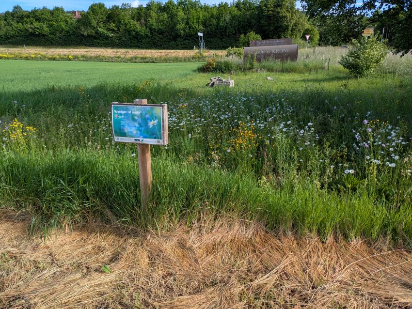 Ansicht der Teilfläche 1 nach zwei Jahren, im Mai 2025 nach der Maßnahmenumsetzung. In den ersten Jahren nach der Ansaat zeigt sich häufig die Wiesenmargerite dominant. 