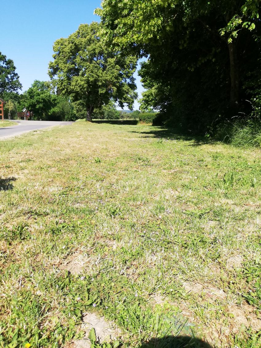 Ansicht der Teilfläche 2 im Juni 2023 vor der Maßnahmenumsetzung. Die Vegetation wird regelmäßig, d.h. mehrfach im Jahr, gemäht. Der Boden ist verdichtet, da die Fläche teilweise zum Parken genutzt wurde.