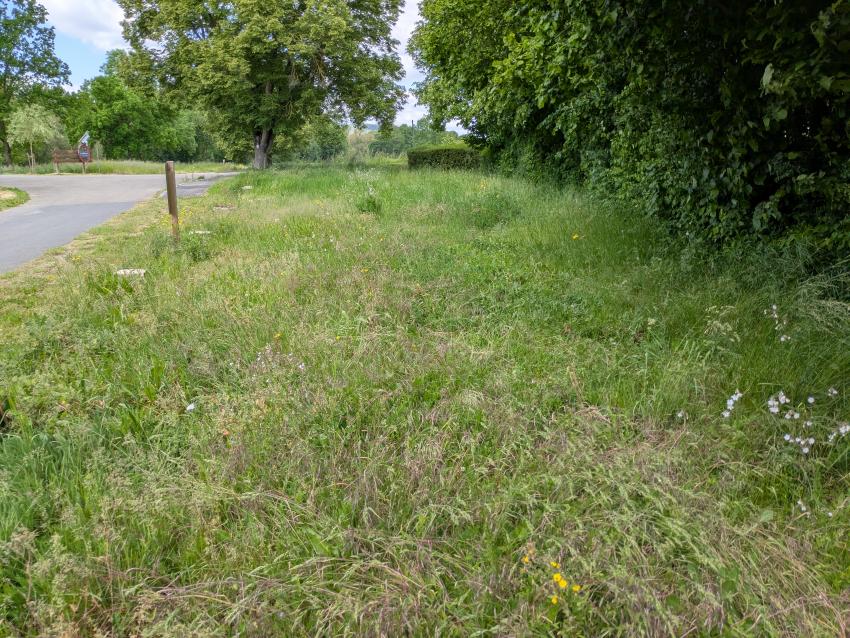 Ansicht der Teilfläche 2 nach zwei Jahren, im Mai 2025 nach der Maßnahmenumsetzung. Zur Lockerung des Bodens wurde ein Streifen gefräst und sich dann selbst überlassen. Es zeigen sich u.a. die Weiße Lichtnelke und der Wiesenpippau. Die Pflege wurde von Vielschnitt auf eine ein- bis zweimalige Mahd mit Abräumen des Schnittguts umgestellt. Um das Parken auf der Fläche zu verhindern, wurden Findlinge abgelegt.