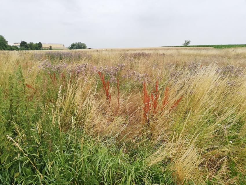 Ansicht der Projektfläche im Juni 2023 vor der Maßnahmenumsetzung. Aufgrund der vorherigen Nutzung ist der Boden nährstoffreich. Die Fläche lag zuletzt brach, ist jedoch wenig blütenreich. 